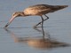 Marbled Godwit (Limosa fedoa) 