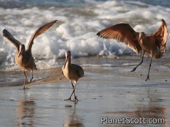 Marbled Godwit (Limosa fedoa)