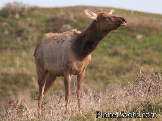 elk (Cervus canadensis) Tule Female