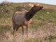 elk (Cervus canadensis) Tule Female