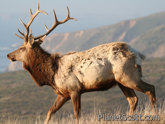 elk (Cervus canadensis) Tule Male