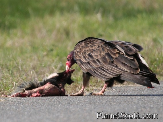 Turkey Vulture (Cathartes aura)
