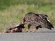 Turkey Vulture (Cathartes aura)