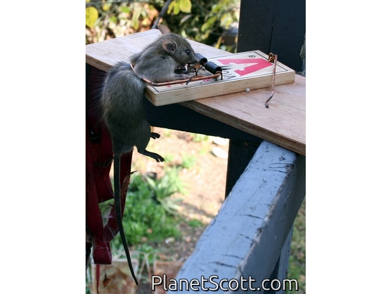 Black Rat (Rattus rattus)
