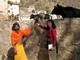 Monkey Temple, Jaipur