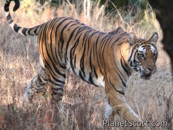 tiger (Panthera tigris)