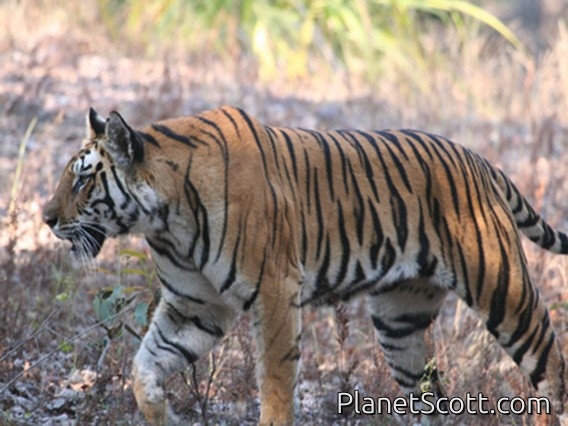 tiger (Panthera tigris)