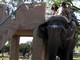 Elephant Ride, Corbett Tiger Reserve