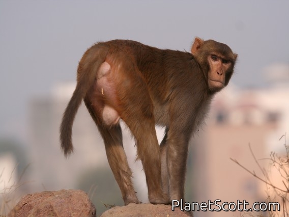Rhesus Monkey (Macaca mulatta) male