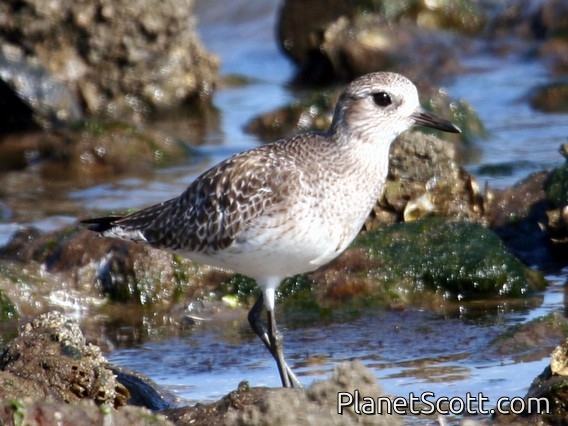 Black-bellied Plover (Pluvialis squatarola) Juvenile