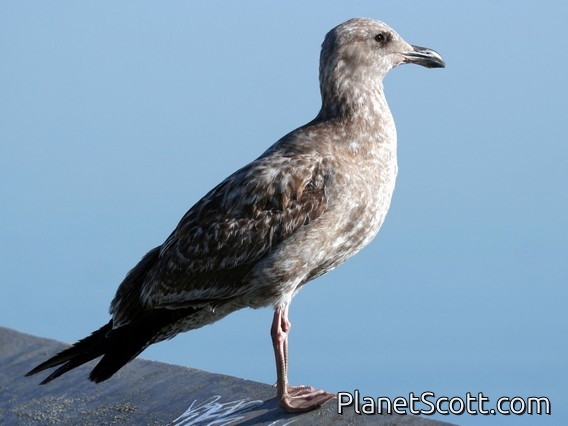Western Gull (Larus occidentalis) 1st Winter