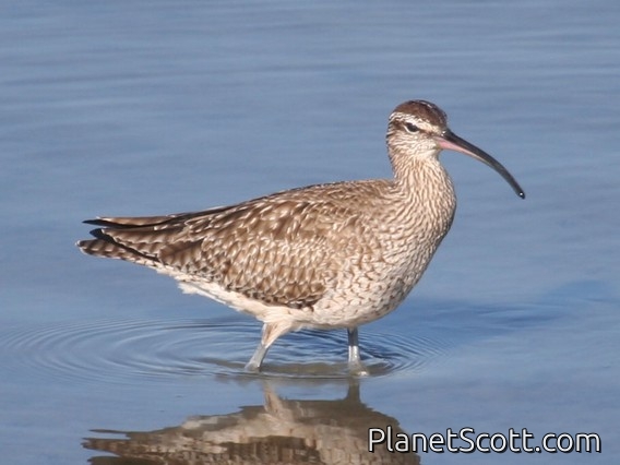 Whimbrel (Numenius phaeopus)