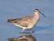Hudsonian Whimbrel (Numenius hudsonicus)