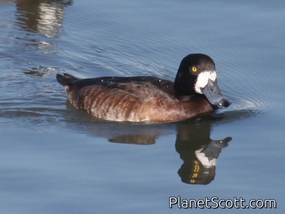 Greater Scaup (Aythya marila) Female