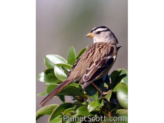 White-crowned Sparrow (Zonotrichia leucophrys) Male