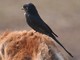 Black Drongo (Dicrurus macrocercus) 