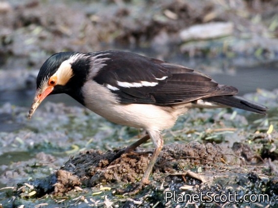 Asian Pied Starling (Sturnus contra)