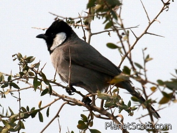 White-eared Bulbul (Pycnonotus leucotis)