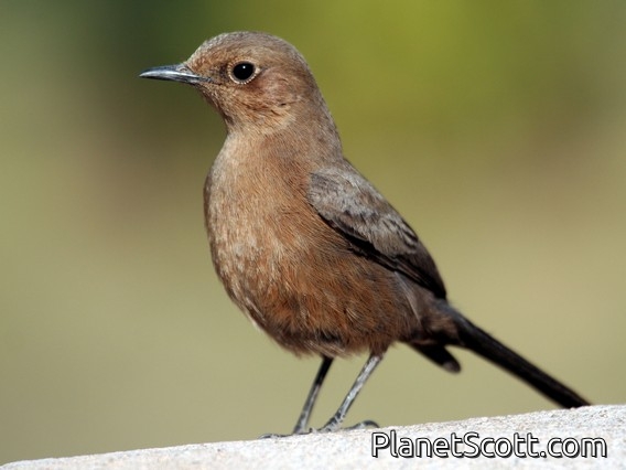 Indian Chat (Cercomela fusca)