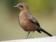 Brown Rock Chat (Oenanthe fusca)