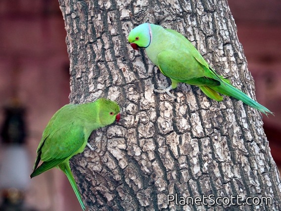 Rose-ringed Parakeet (Psittacula krameri)