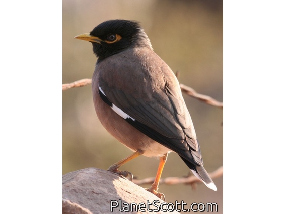 Common Myna (Acridotheres tristis)