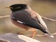 Common Myna (Acridotheres tristis) 