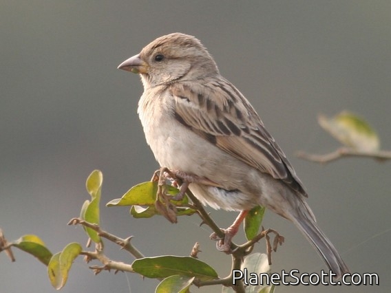 House Sparrow (Passer domesticus) Female