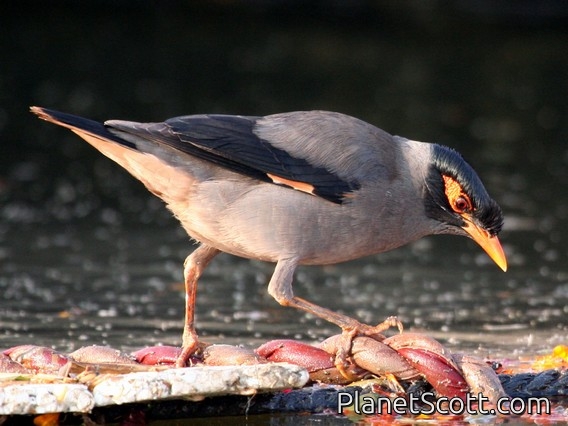 Bank Myna (Acridotheres ginginianus)