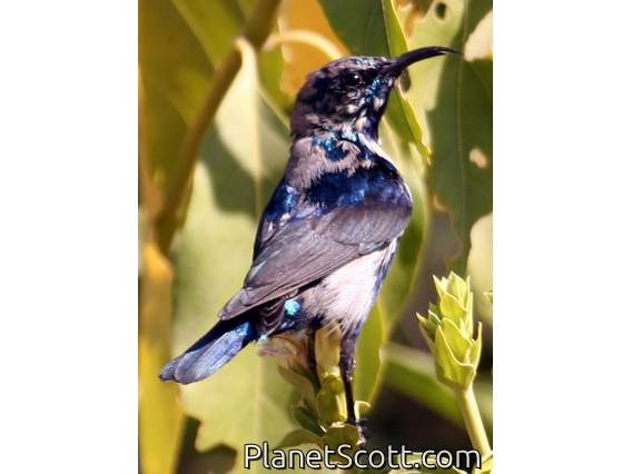 Purple Sunbird (Nectarinia asiatica)