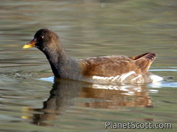 Common Moorhen (Gallinula chloropus) Male