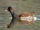 Common Moorhen (Gallinula chloropus) Male