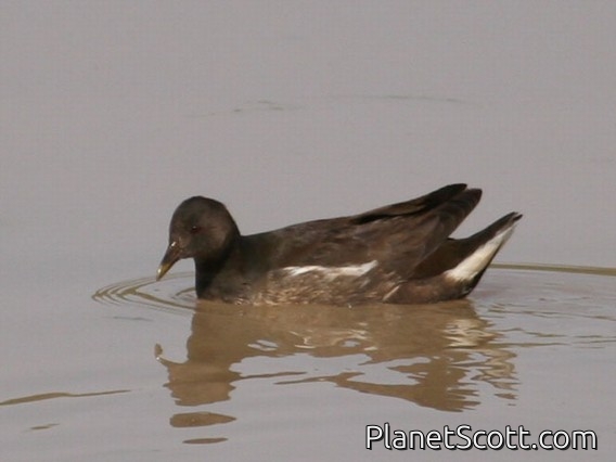 Common Moorhen (Gallinula chloropus) Female