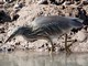 Indian Pond-Heron (Ardeola grayii) 