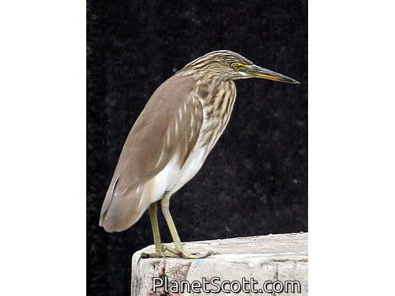 Indian Pond-Heron (Ardeola grayii)