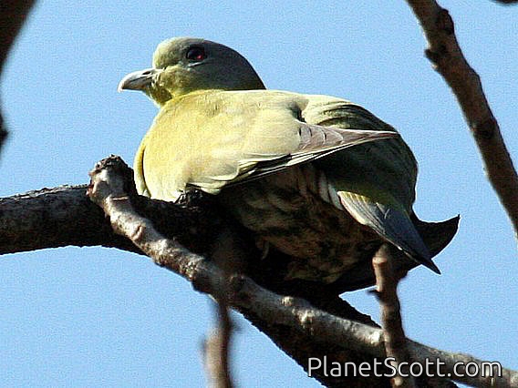 Yellow-footed Green-Pigeon (Treron phoenicopterus)