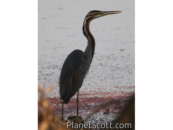 Purple Heron (Ardea purpurea)