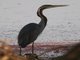 Purple Heron (Ardea purpurea)