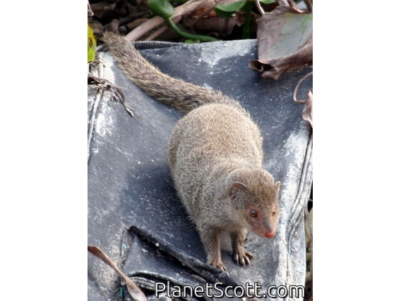 Indian mongoose (Herpestes javanicus)