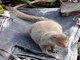 Indian mongoose (Herpestes javanicus)