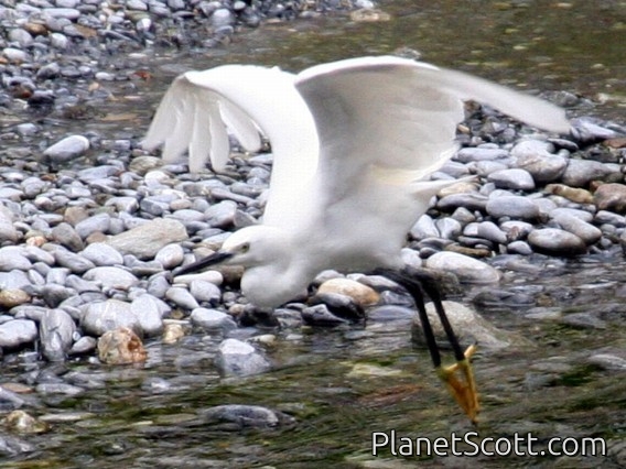Little Egret (Egretta garzetta)