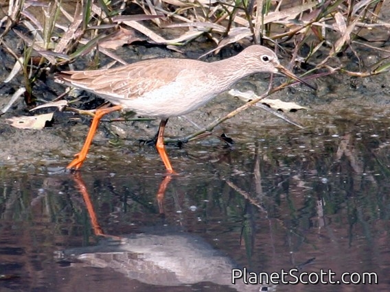 Common Redshank (Tringa totanus)