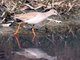 Common Redshank (Tringa totanus)