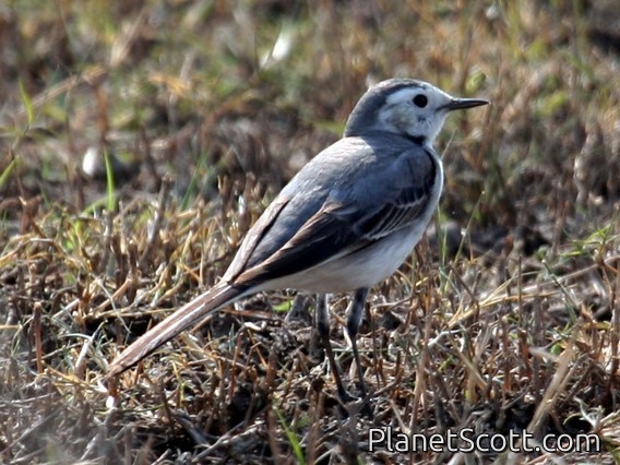 Citrine Wagtail (Motacilla citreola)