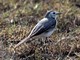 Citrine Wagtail (Motacilla citreola) 