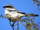 Great Gray Shrike (Lanius excubitor) 