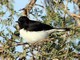 Variable Wheatear (Oenanthe picata) 
