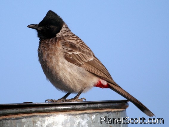 Red-vented Bulbul (Pycnonotus cafer)