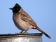 Red-vented Bulbul (Pycnonotus cafer)