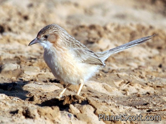 Common Babbler (Turdoides caudatus)